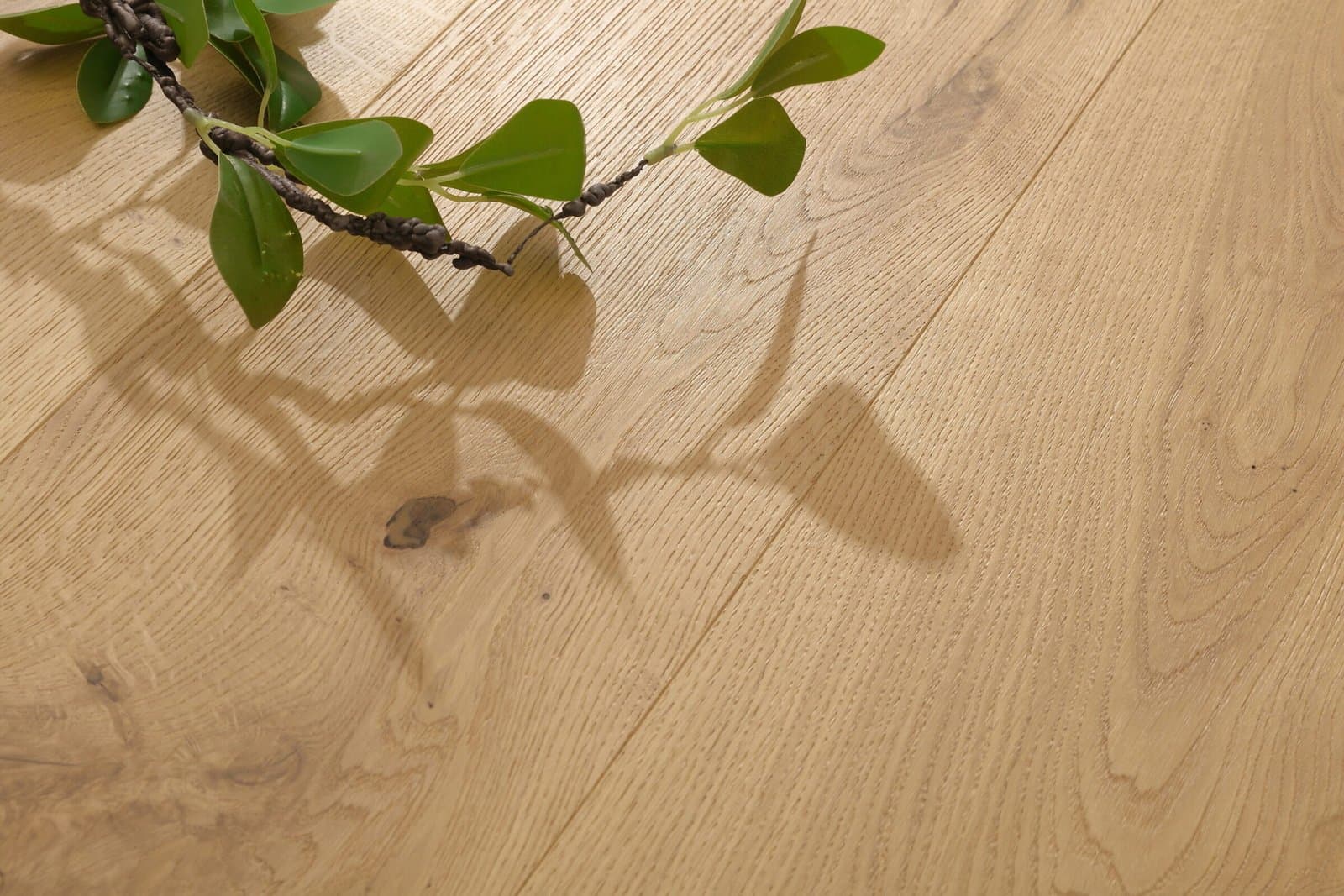 Oak Springfield